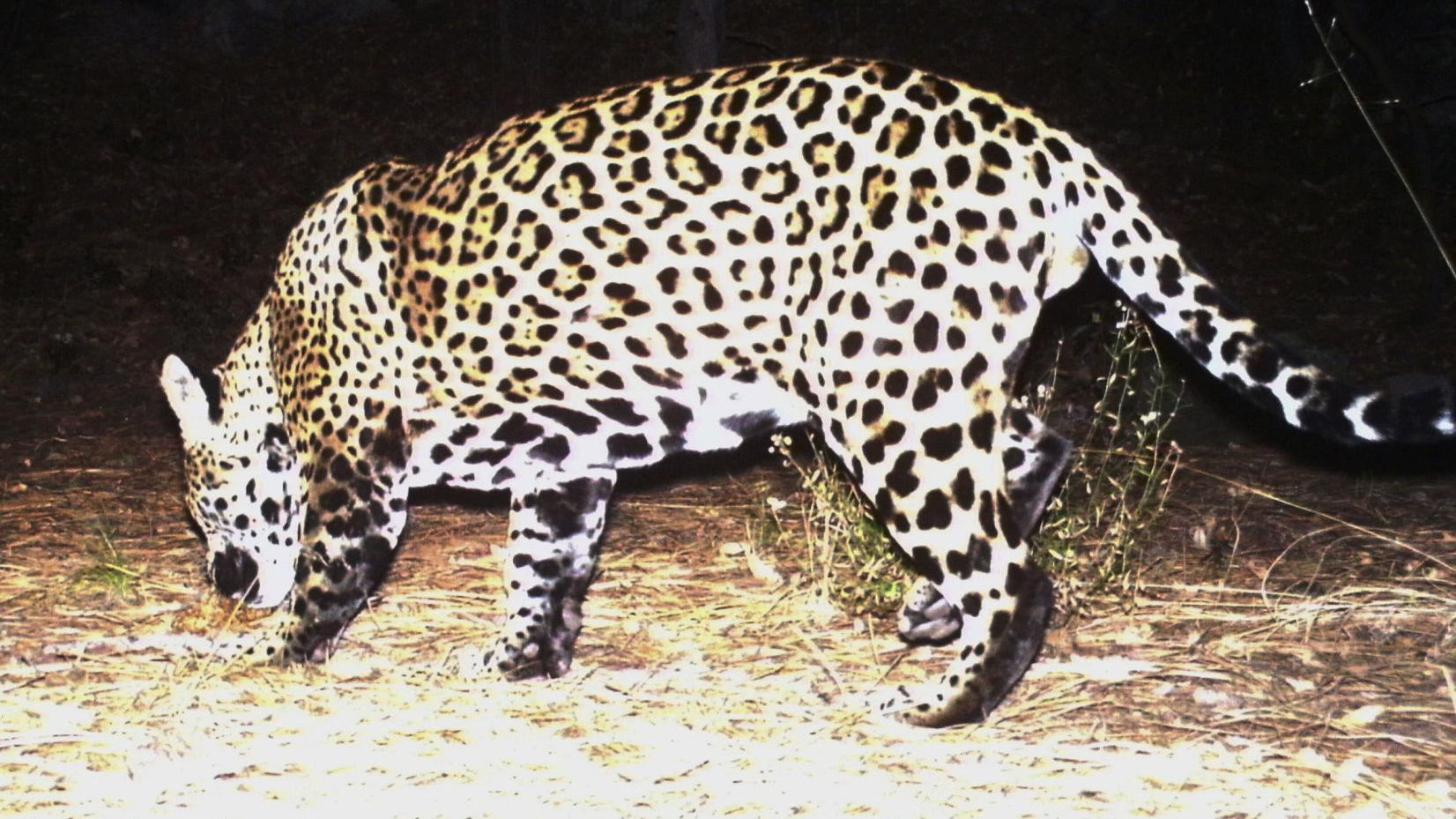 'Kiss jaguars goodbye' in Arizona if border wall cuts off access from Mexico